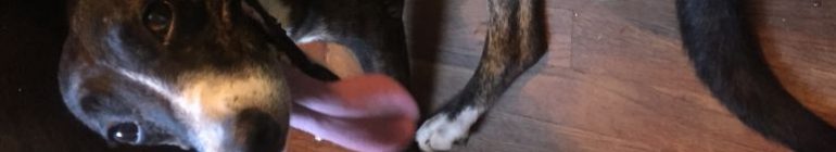 Tripawd Godzilla (King,  no Queen of all monsters)